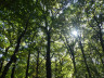 2023-03-26 Faszination Wald (c) AVES