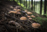 Ostbelgien Pilze 01(c)HIKE&trekking Magazine Lex van den Bosch