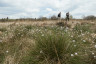 Hohes_Venn_Brackvenn_Wollgrass_05©Chris Eyre-Walker