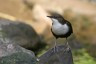 schau-mal-wer-da-fliegt-wasseramsel-gabriel-rasson-fur-recht-