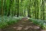 wild-garlic-on-the-way-gfc6c29303-1920