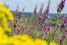 wolfsbusch-h-udo-bernhart-interreg-efre-26-