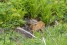 wolfsbusch-h-udo-bernhart-interreg-efre-103-