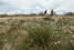  Hohes_Venn_Brackvenn_Wollgrass_05©Chris Eyre-Walker 