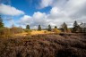 Hohes_Venn_89©BoW_Sascha_Möllering