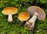 Semmelgelber-Schleimkopf-Cortinarius-varius(c)Wikipedia