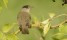  zwartkop-sylvia-atricapilla-15-bezig-hugo-willocx 