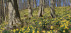 Lontzen_Hohnbachtal_Narzissenbluehte_01(c)Loni_Liebermann