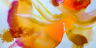 titelbildtanya-klocke-aka-hasengold-2400x1200