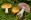 Semmelgelber-Schleimkopf-Cortinarius-varius(c)Wikipedia