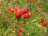 Beeren, Kräuter, Pascal Hauteclair klein (c) Natagora BNVS