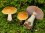semmelgelber-schleimkopf-cortinarius-varius-c-wikipedia