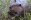 640px-Beaver-Szmurlo