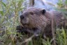 640px-Beaver-Szmurlo