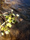 Frühlingserwachen entlang der Amel Efeublättriger Wasserhahnenfuß (c) Natagora BNVS