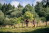 Buetgenbach_Trailrunning_13©Dennis_Stratmann