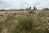 Hohes_Venn_Brackvenn_Wollgrass_05©Chris Eyre-Walker
