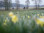 Hohes_Venn_Sourbrodt_Vennbahn_und_Narzissen_01©Chris Eyre-Walker