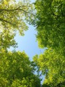 forest-5082029 1280