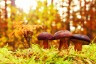Champignons (c) Pixabay