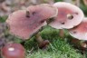 Ostbelgien Pilze 15(c)ostbelgien.eu