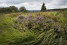  Hohes_Venn_Heide_02(c)HIKE&trekking_Magazine_Lex_van_den_Bosch 