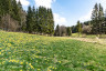 Rocherath Holzwarchetal Narzissenwiesen 63(c)Roger Lambrette