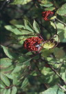 2022-09-11 Wildfruchtwanderung - Schätze der Natur