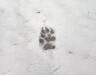 footprint-1203739-1527x1200
