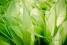 wild-garlic-leaves-g1f30a4482-1920
