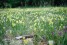  Kelmis_Galmeiveilchen_01(c)Oliver_Raatz_Interreg_EFRE 
