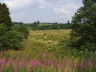 Feuchtwiesen 01(c)WFG