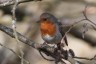 Rotkelchen Saenger in Wald&Flur(c)AVES