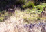 ostbelgien-wild-05-reh-c-gerhard-reuter-aves