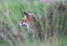 Ostbelgien Wild 03 Fuchs(c)Gerhard Reuter AVES