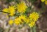  ternell-kraeuterwanderung-h-oliver-raatz-interreg-efre-51- 