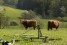  honsfeld-galloways-06-c-gemeindeverwaltung-buellingen 