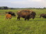  ostbelgien-bisons-04-c-ostbelgien.eu 