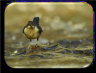 Präsentation Zählung von Wasservögeln (c) JWE