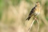 Vögel in Feld und Flur (c) Aves Ostkantone