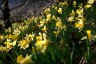 Botanische Schätze im Hohnbachtal (c) Aves Ostkantone