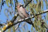 Die Vogelwelt des Frühjahres (c) Aves Ostkantone