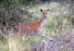  ostbelgien-wild-04-hirschkuh-c-gerhard-reuter-aves 