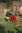 Burg_Reuland_Ritterfest_06(c)TI_Burg_Reuland