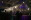 250829_Rhizome