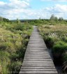 Faszinierende Erlebniswelt Moorlandschaft (c) M.Bertram