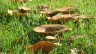 hexenring-4683784-1280-1-