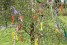 maibaum-pixabay