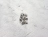 footprint-1203739-1527x1200