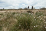 Hohes_Venn_Brackvenn_Wollgrass_05©Chris Eyre-Walker